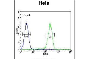 Flow cytometric analysis of Hela cells (right histogram) compared to a negative control cell (left histogram). (UBA52 抗体  (C-Term))