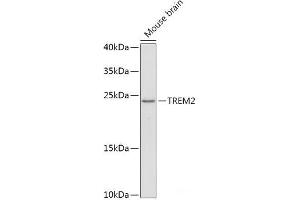 Western blot analysis of extracts of Mouse brain using TREM2 Polyclonal Antibody at dilution of 1:1000. (TREM2 抗体)