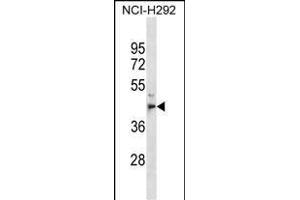 PE1 Antibody (C-term) (ABIN1536963 and ABIN2850052) western blot analysis in NCI- cell line lysates (35 μg/lane).