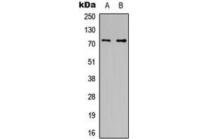 Western blot analysis of CDC16 expression in HeLa (A), HT1080 (B) whole cell lysates. (CDC16 抗体  (C-Term))