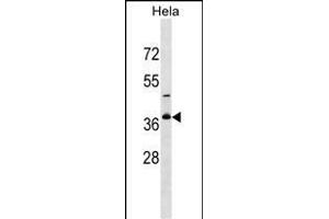 GOLPH3L Antibody (Center) (ABIN1537731 and ABIN2849701) western blot analysis in Hela cell line lysates (35 μg/lane). (GOLPH3L 抗体  (AA 105-133))