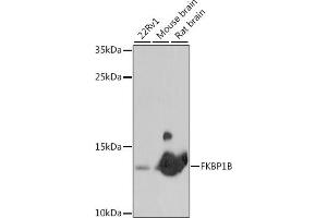 Western blot analysis of extracts of various cell lines, using FKBP1B antibody (ABIN7267212) at 1:1000 dilution. (FKBP1B 抗体  (AA 1-80))