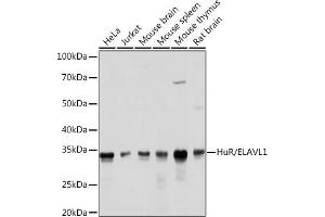 Western blot analysis of extracts of various cell lines, using HuR/EL antibody (ABIN7266913) at 1:1000 dilution. (ELAVL1 抗体)