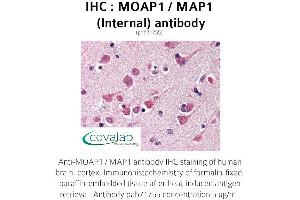 Image no. 1 for anti-Modulator of Apoptosis 1 (MOAP1) (Internal Region) antibody (ABIN1737043) (MOAP1 抗体  (Internal Region))