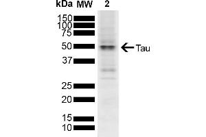 Western blot analysis of SH-SY5Y showing detection of ~45. (tau 抗体  (PE))