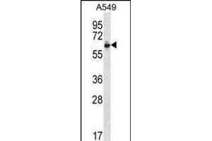 ZN Antibody (Center) (ABIN656290 and ABIN2845599) western blot analysis in A549 cell line lysates (35 μg/lane). (ZNF417 抗体  (AA 136-164))
