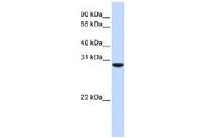 TPGS2 antibody  (AA 180-229)