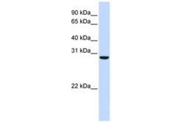 TPGS2 antibody  (AA 180-229)