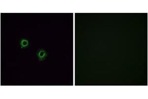 Immunofluorescence (IF) image for anti-Olfactory Receptor, Family 2, Subfamily J, Member 3 (OR2J3) (AA 262-311) antibody (ABIN2890985) (OR2J3 抗体  (AA 262-311))