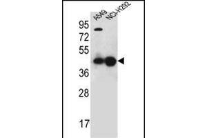 PURA Antibody (C-term) (ABIN1881707 and ABIN2845181) western blot analysis in A549,NCI- cell line lysates (35 μg/lane).