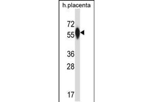 Western blot analysis in human placenta tissue lysates (35ug/lane). (P4HA3 抗体  (AA 274-303))