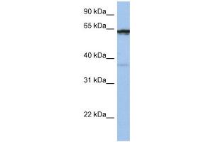 WB Suggested Anti-POPDC2 Antibody Titration:  0. (POPDC2 抗体  (Middle Region))