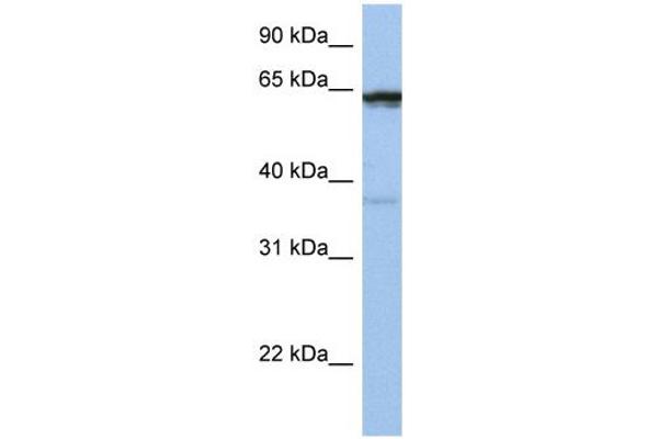 POPDC2 antibody  (Middle Region)
