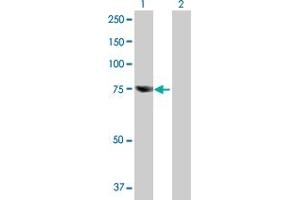 Western Blot analysis of RBM35A expression in transfected 293T cell line by RBM35A MaxPab polyclonal antibody. (ESRP1 抗体  (AA 1-681))