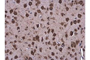 IHC-P Image Grp78 antibody [N2C1], Internal detects Grp78 protein at cytoplasm in mouse brain by immunohistochemical analysis. (GRP78 抗体  (Internal Region))