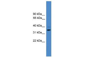 WB Suggested Anti-CCNH Antibody Titration:  0. (Cyclin H 抗体  (N-Term))