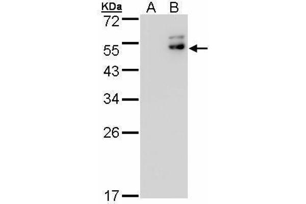DPF2 抗体  (Center)