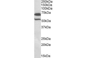 ABIN571243 (1µg/ml) staining of Rat Testis lysate (35µg protein in RIPA buffer).