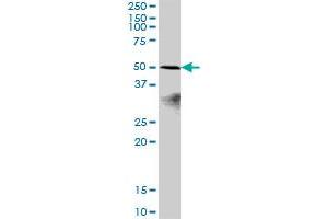 POLR1E MaxPab polyclonal antibody. (POLR1E 抗体  (AA 1-419))