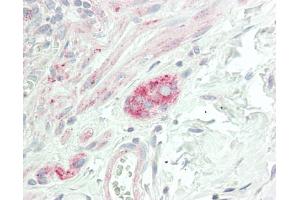 Human Colon, Submucosal Plexus: Formalin-Fixed, Paraffin-Embedded (FFPE)