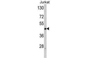 Western blot analysis of SELL Antibody (C-term) in Jurkat cell line lysates (35ug/lane). (L-Selectin 抗体  (C-Term))