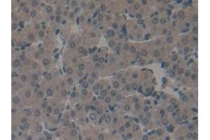 Immunohistochemistry (IHC) image for anti-Glutathione S-Transferase kappa 1 (GSTK1) (AA 19-222) antibody (ABIN7440020)