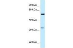 PNO1 anticorps  (AA 31-80)