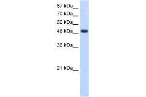 RBMS1 antibody used at 1. (RBMS1 抗体  (Middle Region))