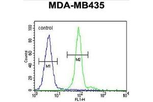 ALX4 Antibody (Center) flow cytometric analysis of MDA-MB435 cells (right histogram) compared to a negative control cell (left histogram). (ALX4 抗体  (Middle Region))
