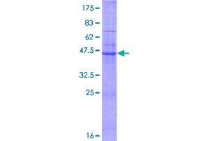 Image no. 1 for Claudin 6 (CLDN6) (AA 1-220) protein (GST tag) (ABIN1349622) (Claudin 6 Protein (CLDN6) (AA 1-220) (GST tag))