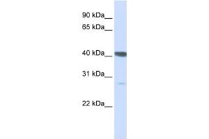 WB Suggested Anti-DNAJB11 Antibody Titration:  0. (DNAJB11 抗体  (C-Term))