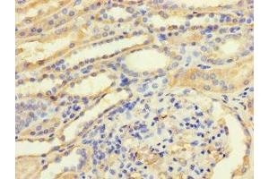 Immunohistochemistry of paraffin-embedded human kidney tissue using ABIN7172830 at dilution of 1:100 (TGFB3 抗体  (AA 24-300))