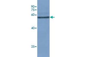 Western blot analysis of rice leaf tissue at seeding stage with Os08g0103300 polyclonal antibody  at 1:10000 dilution. (TULP12 抗体)