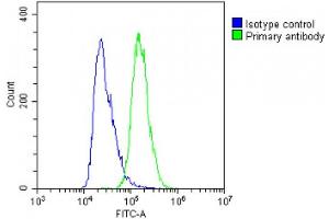 Overlay histogram showing A431 cells stained with C(green line). (SCEL 抗体  (AA 260-289))