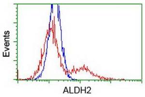 Image no. 2 for anti-Aldehyde Dehydrogenase 2 Family (Mitochondrial) (ALDH2) antibody (ABIN1496589) (ALDH2 抗体)