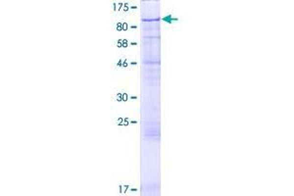 GFM2 Protein (AA 1-779) (GST tag)