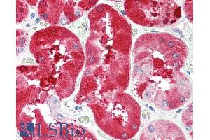 ABIN870664 (5µg/ml) staining of paraffin embedded Human Kidney. (FGF5 抗体  (C-Term))