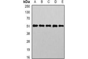 Western blot analysis of PIST expression in HepG2 (A), Hela (B), mouse kidney (C), mouse liver (D), rat brain (E) whole cell lysates.
