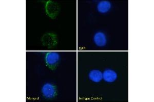 Immunofluorescence staining of fixed K562 cells with anti-Glycophorin A M antigen antibody M2A1. (Recombinant Glycophorin A M Antigen 抗体)