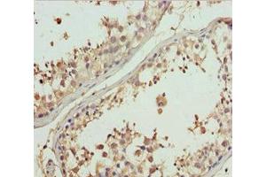 Immunohistochemistry of paraffin-embedded human testis tissue using ABIN7160689 at dilution of 1:100 (GNS 抗体  (AA 293-552))