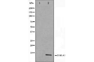 Western blot analysis on A549 cell lysate using S100 A1 Antibody,The lane on the left is treated with the antigen-specific peptide. (S100A1 抗体  (N-Term))