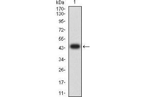 Western blot analysis using CD354 mAb against human CD354 (AA: extra 21-205) recombinant protein. (TREM1 抗体  (AA 21-205))