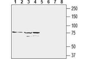 Western blot analysis of HepG2 (lanes 1 and 5), Jurkat (lane 2 and 6), K562 (lanes 3 and 7) and THP-1 (lanes 4 and 8) cell lines lysates: - 1-4. (CD97 抗体  (Extracellular, N-Term))