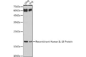 Western blot analysis of extracts of Recombinant Human IL-18 Protei, using IL18 antibody (ABIN7267992) at 1:1000 dilution. (IL-18 抗体)