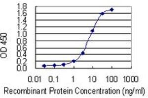 Detection limit for recombinant GST tagged FOXP1 is 0. (FOXP1 抗体  (AA 1-114))