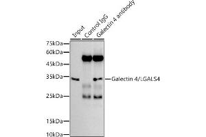 Immunoprecipitation (IP) image for anti-Galectin 4 (LGALS4) antibody (ABIN1679347)