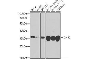Western blot analysis of extracts of various cell lines using GNB2 Polyclonal Antibody at dilution of 1:1000. (GNB2 抗体)