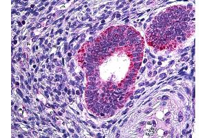 Anti-PLA2G4A antibody IHC of human uterus. (PLA2G4A 抗体  (AA 153-166))