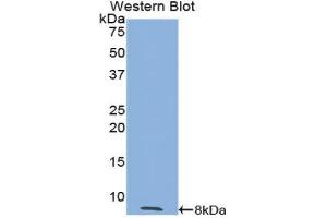 Western Blotting (WB) image for anti-Trefoil Factor 3 (Intestinal) (TFF3) (AA 24-80) antibody (ABIN1174898) (TFF3 抗体  (AA 24-80))