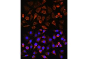 Immunofluorescence analysis of L929 cells using BRINP3 Rabbit pAb (ABIN7267118) at dilution of 1:100. (FAM5C 抗体)